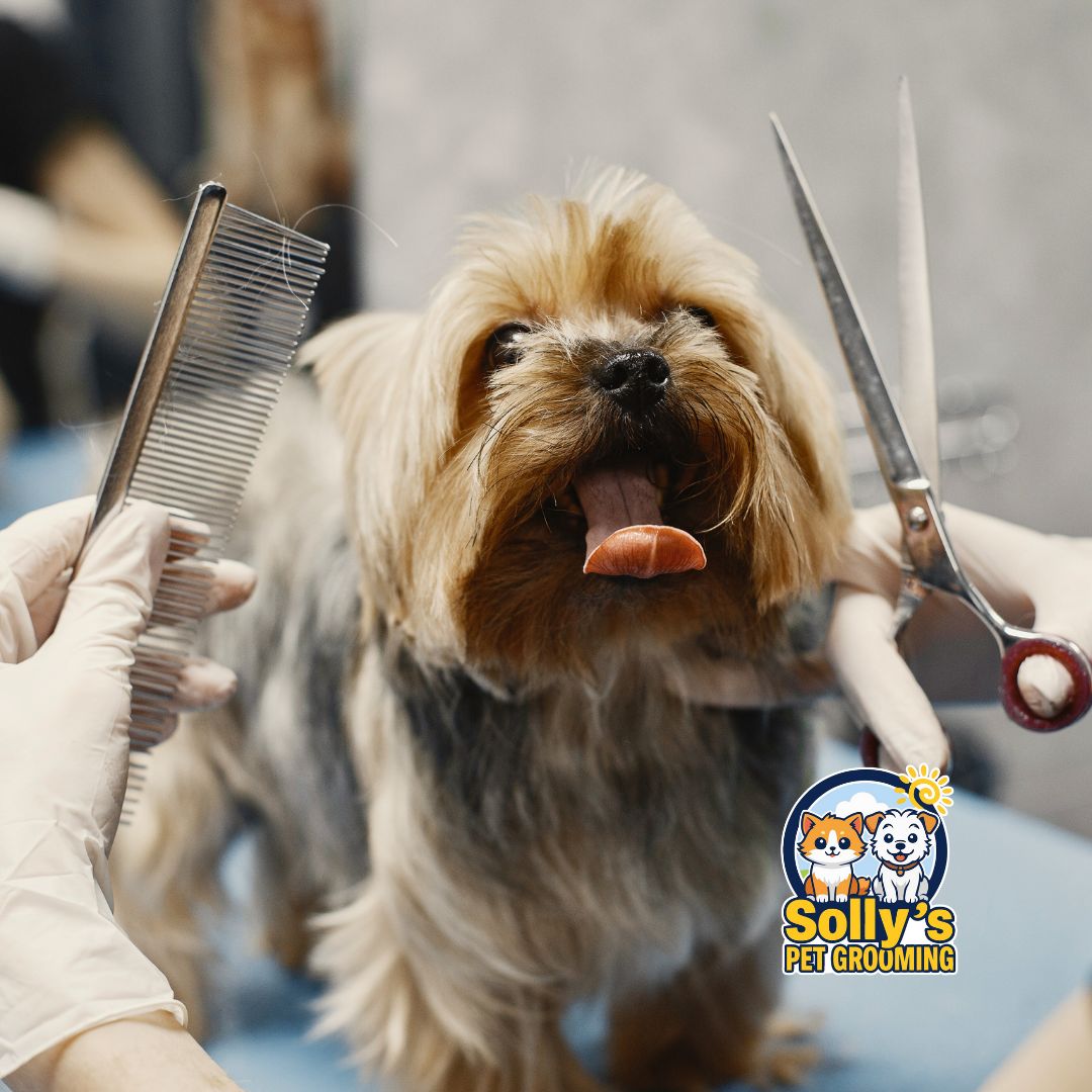 Bath + Haircut Service