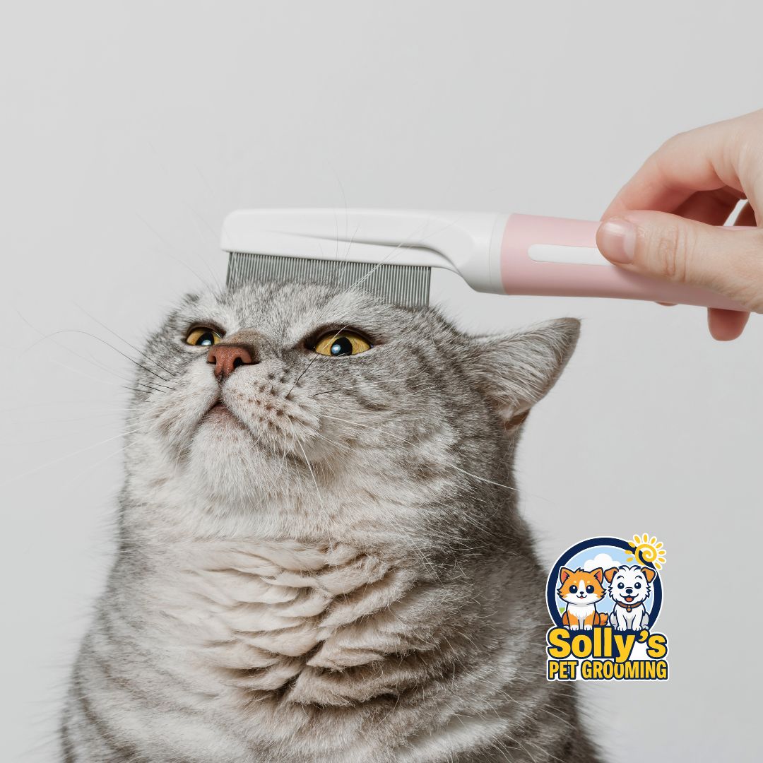 Cat Grooming Service