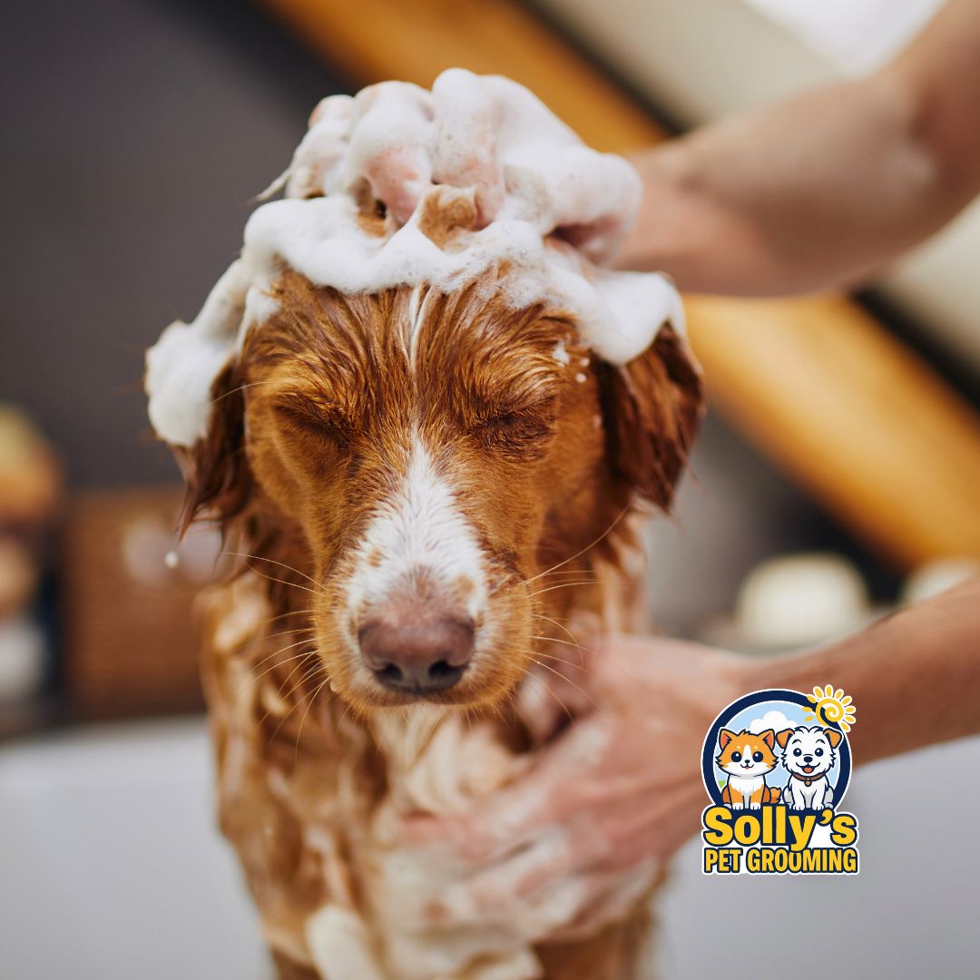 Complete Grooming Service