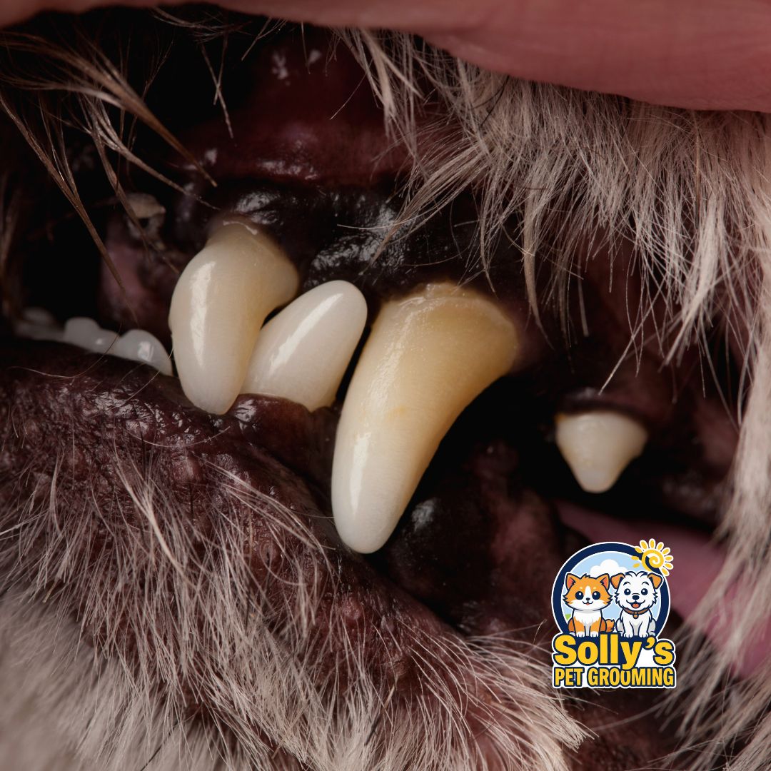 Dental Cleaning Service