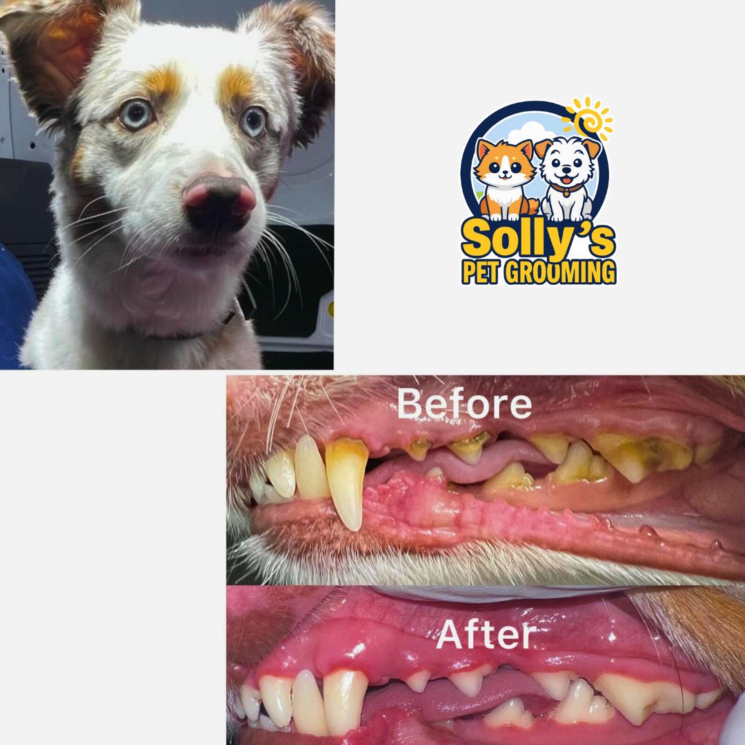 Before and after dental cleaning 1