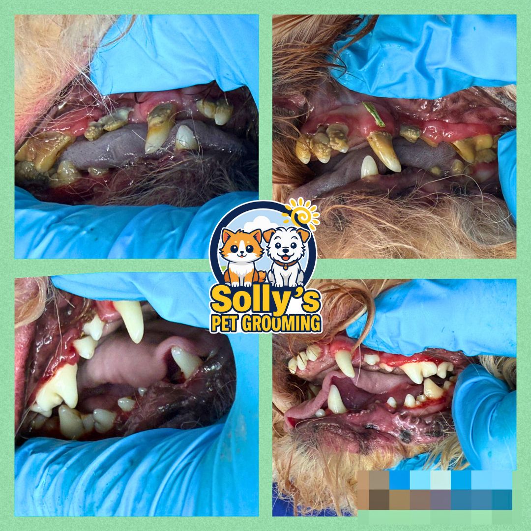 Before and after dental cleaning 10