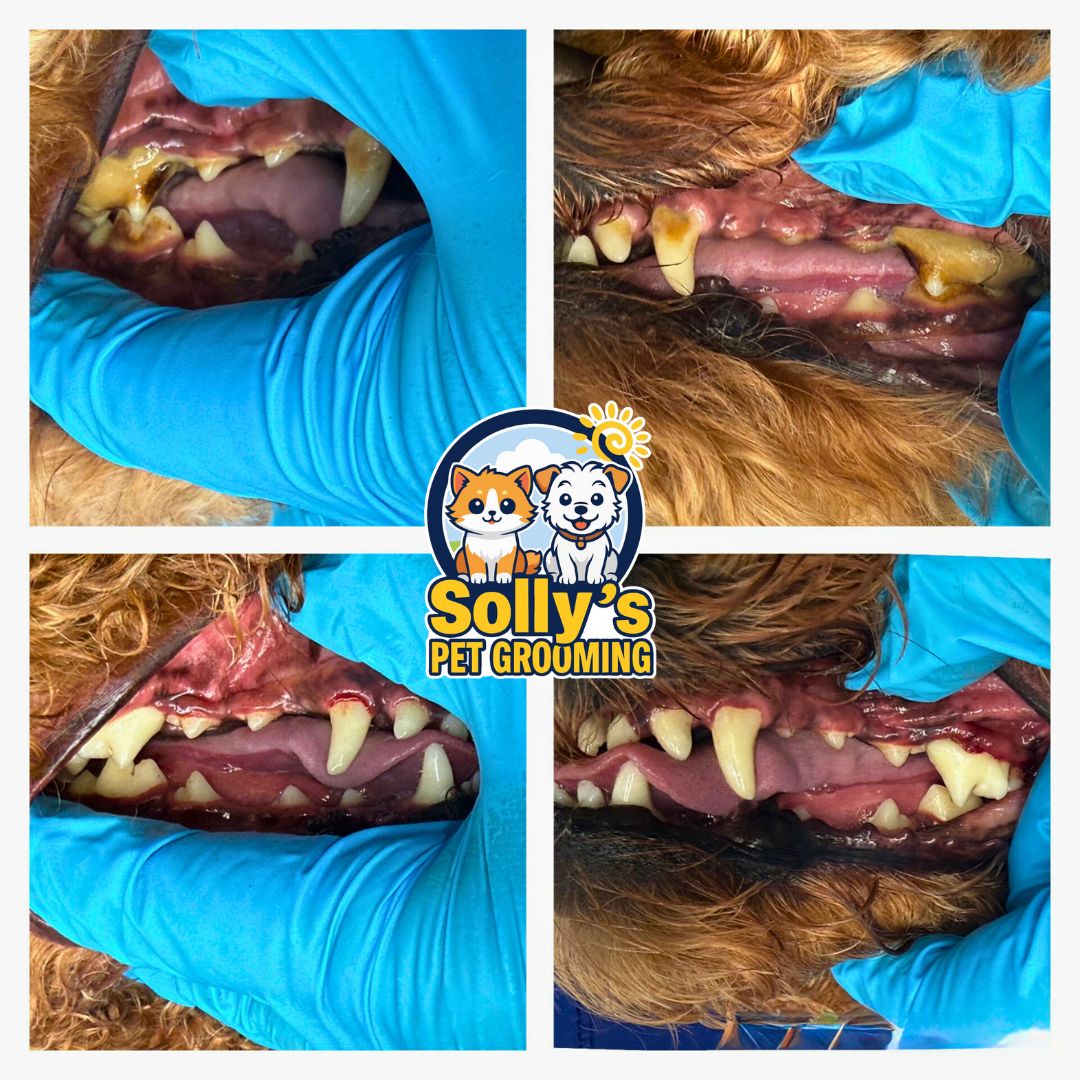 Before and after dental cleaning 11