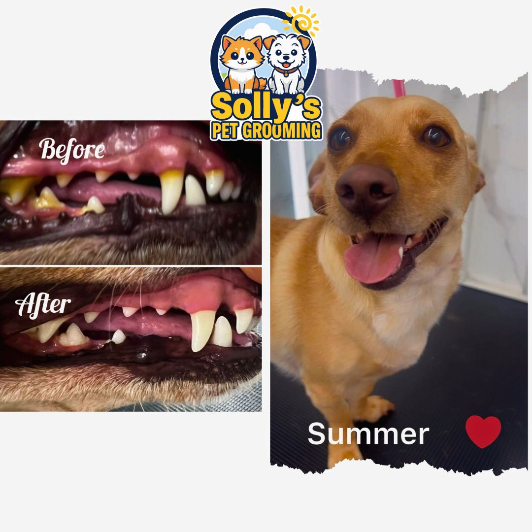 Before and after dental cleaning 2