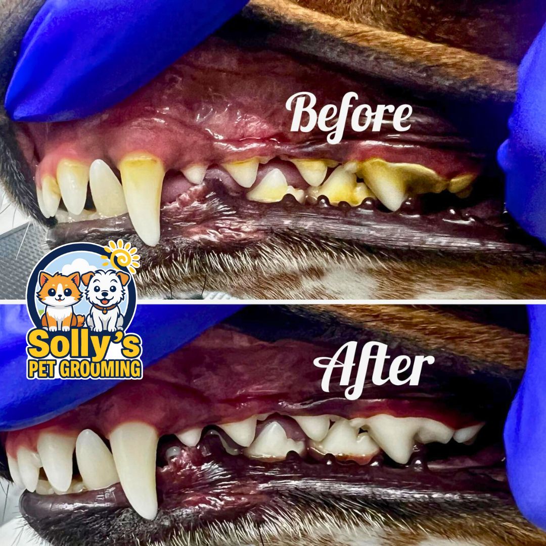 Before and after dental cleaning 3
