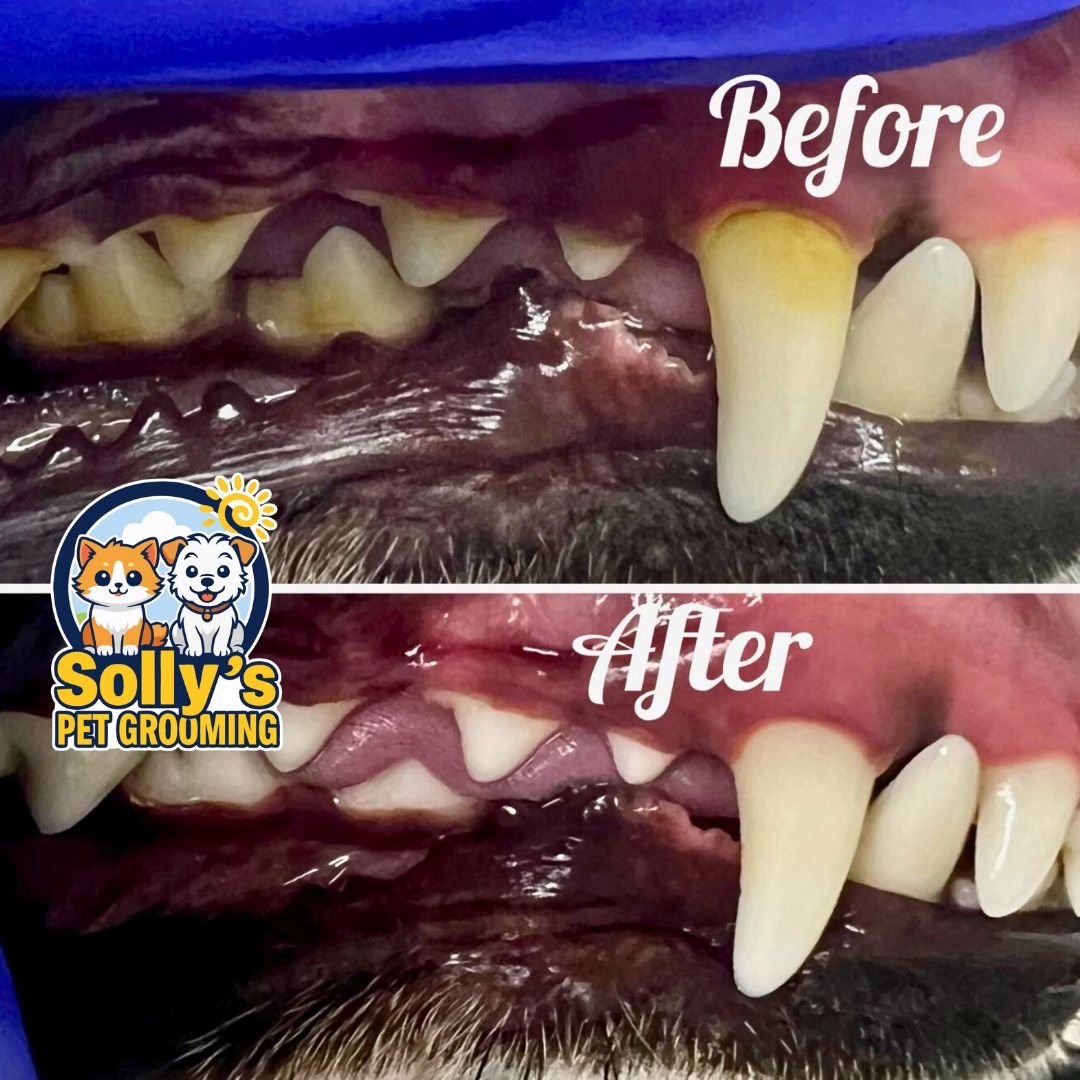 Before and after dental cleaning 4