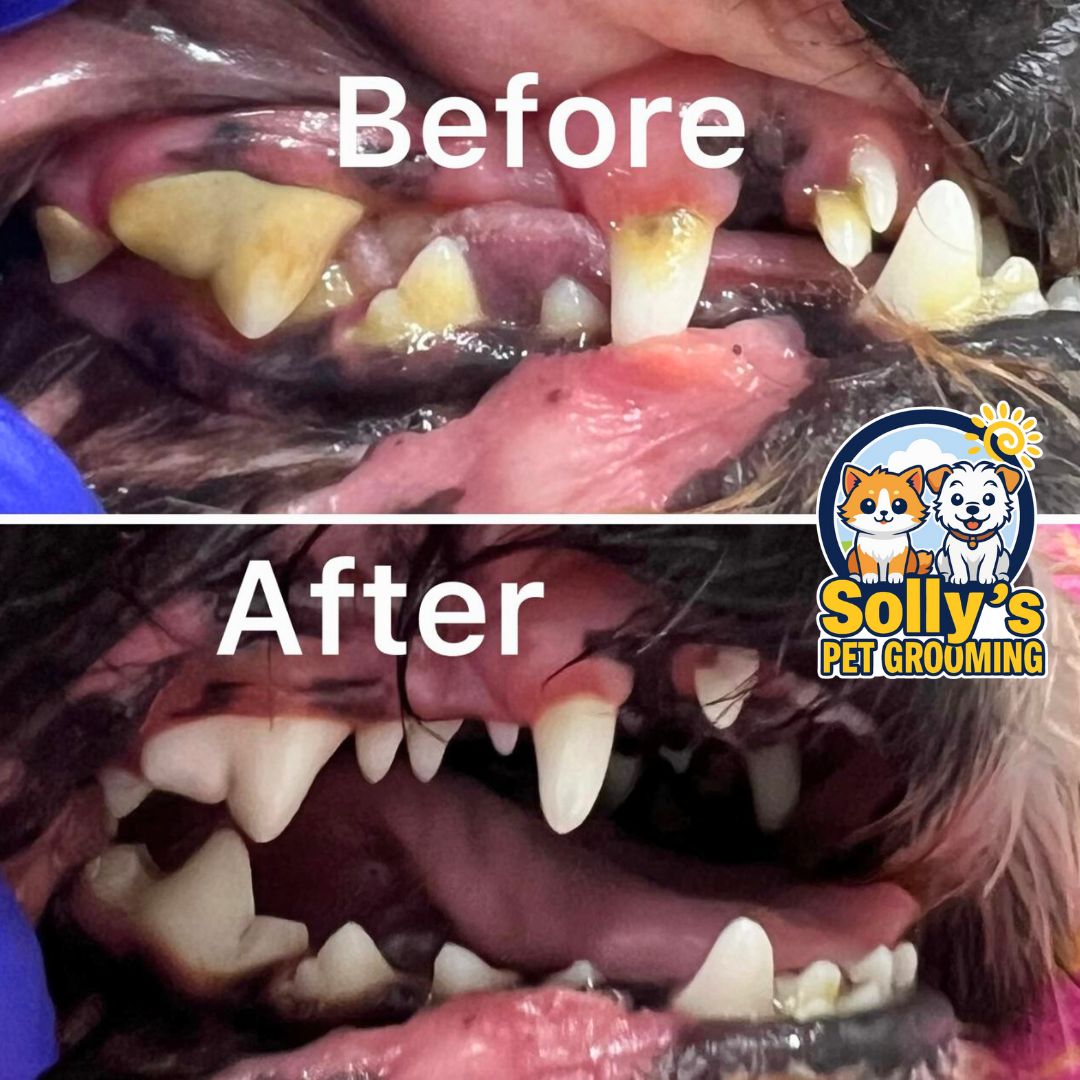Before and after dental cleaning 5