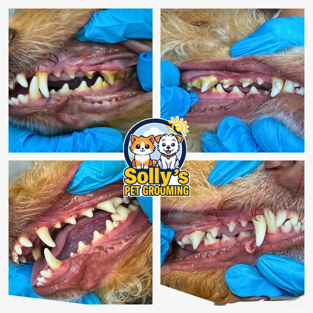 Before and after dental cleaning 6
