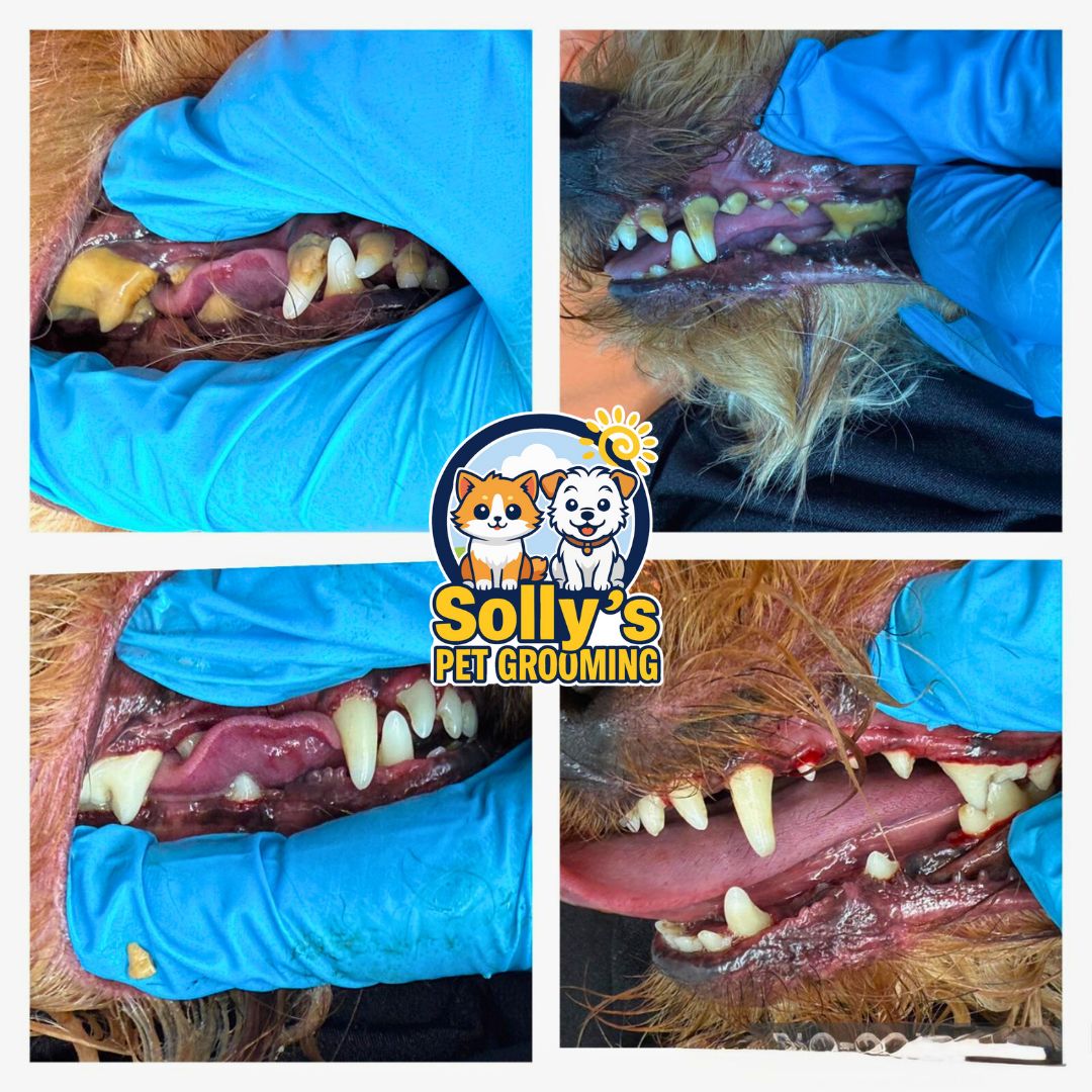Before and after dental cleaning 7