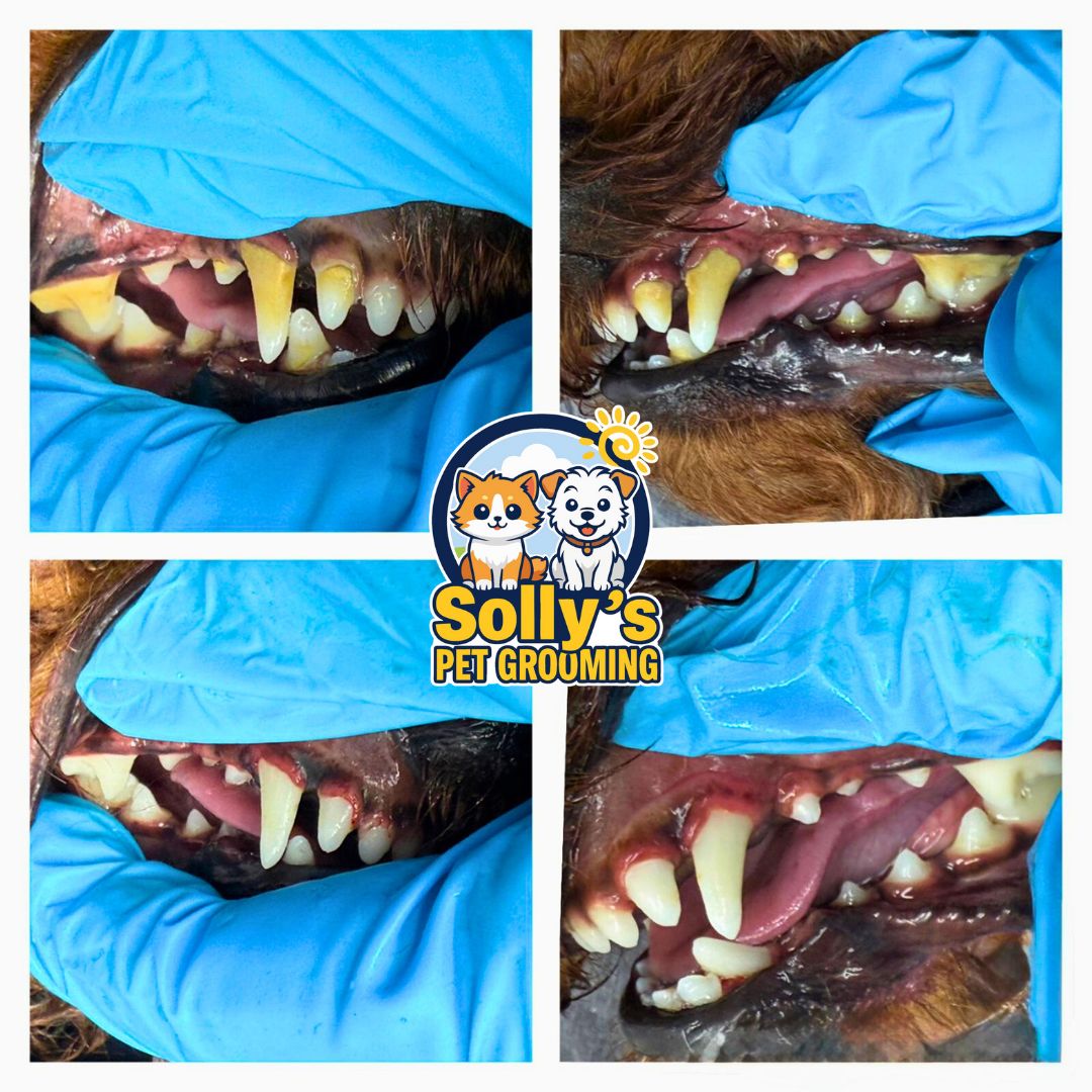 Before and after dental cleaning 8