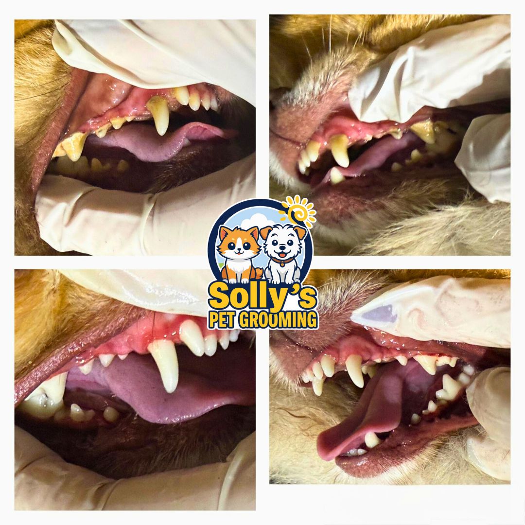 Before and after dental cleaning 9